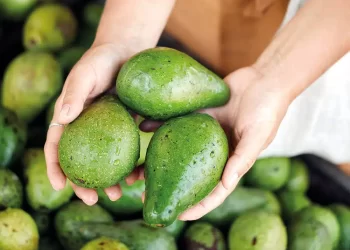 A Produção de Abacate e sua Sustentabilidade