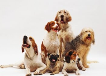 As 12 Raças de Cachorros Mais Populares no Brasil