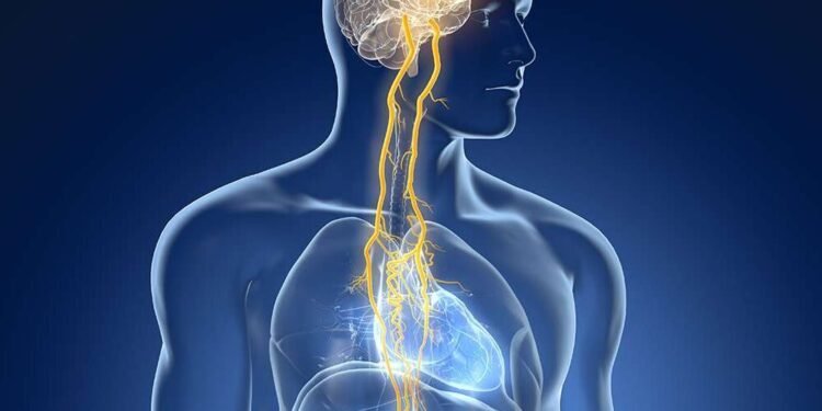 Pesquisa Comprova Como o Eixo Intestino-Cérebro Através do Nervo Vago Regula a Saúde Hormonal, o Metabolismo do Nosso Corpo e, Consequentemente, a Nossa Saúde em Geral
