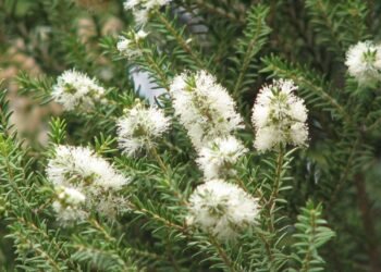 Melaleuca: O Poder Natural que Revoluciona a Saúde e o Bem-Estar