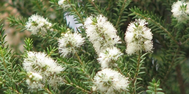 Melaleuca: O Poder Natural que Revoluciona a Saúde e o Bem-Estar