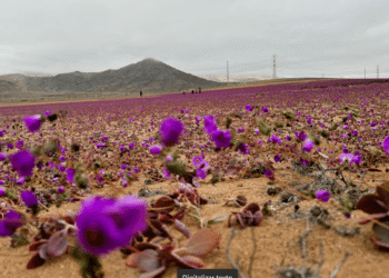 Chuvas no Atacama Despertam Flores Raras e Atraem Turistas; Veja as Cores