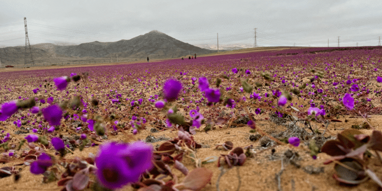 Chuvas no Atacama Despertam Flores Raras e Atraem Turistas; Veja as Cores