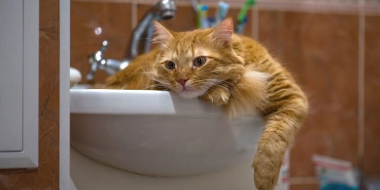 Gatos Limpos e Felizes: Guia para um Banho Sem Estresse