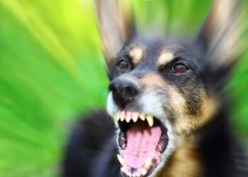 Cães Sentem Aversão? Desvendando o Comportamento Canino em Relação a Pessoas