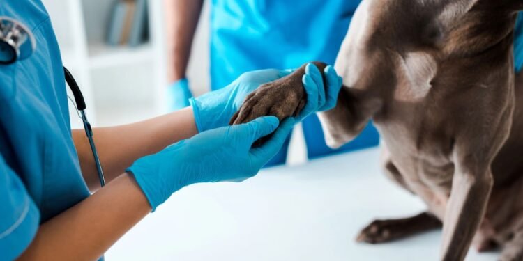 Cão Lambendo as Patas: Um Sinal de Alerta para a Saúde do Seu Pet?