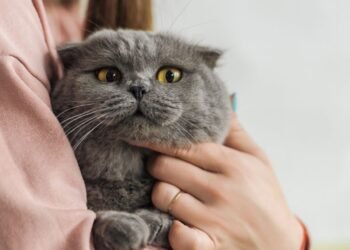 Gatos e Doença: Sensibilidade Felina Revela Conexão Surpreendente