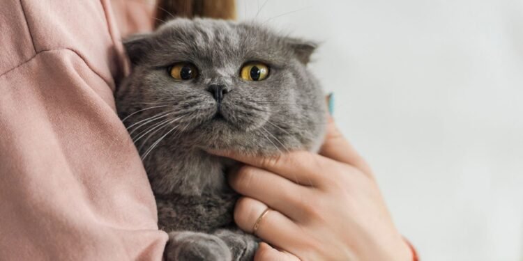 Gatos e Doença: Sensibilidade Felina Revela Conexão Surpreendente