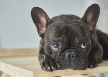 Cães Populares: A Realidade Por Trás da Fofura e os Desafios de Criar