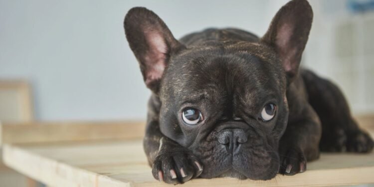 Cães Populares: A Realidade Por Trás da Fofura e os Desafios de Criar