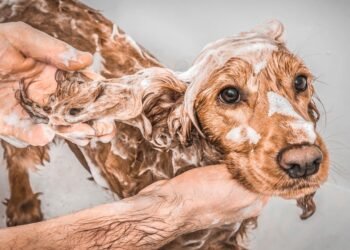 Banhos Caninos na Primavera: Guia Essencial para a Saúde do Seu Pet