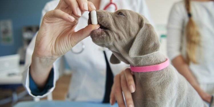 Medicamentos veterinários falsificados