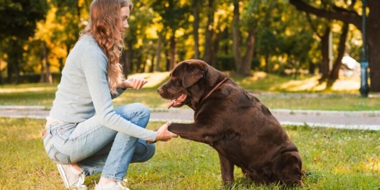 Cães Farejam Doenças