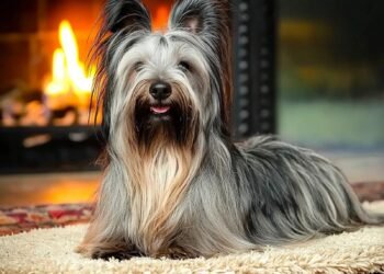 Skye Terrier: Rara Raça Canina Pode Desaparecer