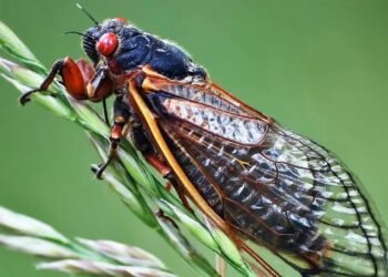 Chuva e Canto: Desvendando a Ligação Surpreendente Entre Cigarras e Precipitações