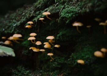 Fungo Eletrônico: Memória de Computador Criada a Partir de Cogumelos