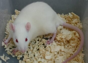 Remédios Comuns Aumentam Longevidade em Ratos