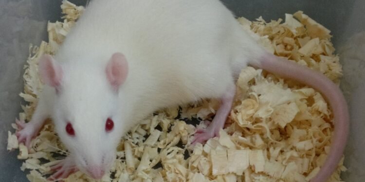 Remédios Comuns Aumentam Longevidade em Ratos