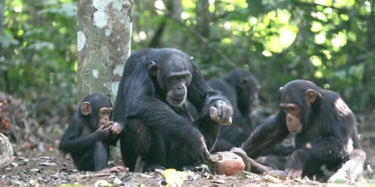 Chimpanzés Racionais: Estudo Revela Capacidade de Mudar de Opinião