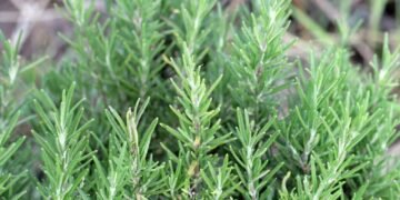 Fortaleça seus Cabelos: Alecrim, o Segredo Natural para Crescimento e Vitalidade