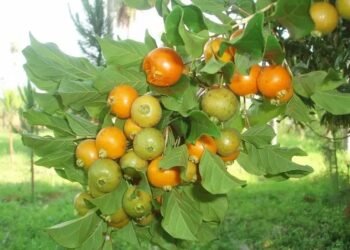 Fruta do Cerrado vira farinha