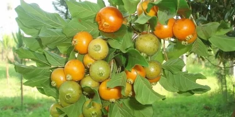 Fruta do Cerrado vira farinha