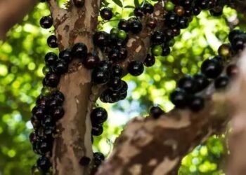Jabuticaba: Poderosa aliada da saúde