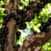 Jabuticaba: Poderosa aliada da saúde