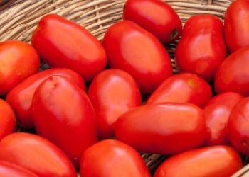 Tomates Frescos: Por Que Guardá-los na Geladeira Pode Ser um Erro