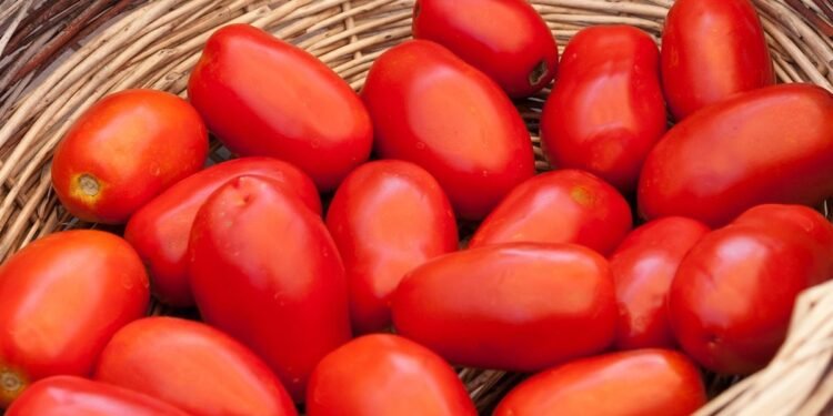 Tomates Frescos: Por Que Guardá-los na Geladeira Pode Ser um Erro