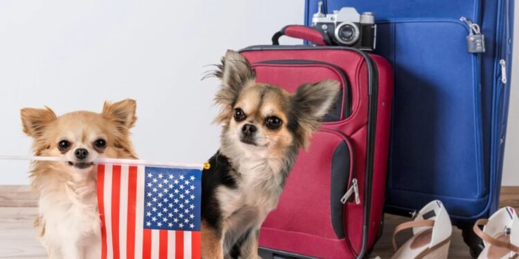 População de Pets Dispara nos EUA