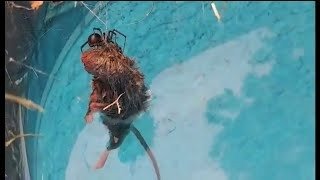 Aranha Enorme Derruba Mamífero 10 Vezes seu peso