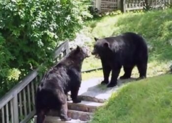 Ursos Aterrorizam Japão