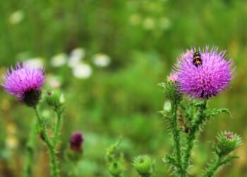 Gordura no Fígado: Chá de Cardo-Mariano Promete Ação Detox e Protetora