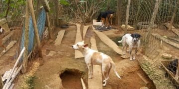 Maus-Tratos Animais Disparam em Minas