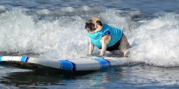 surf dog
