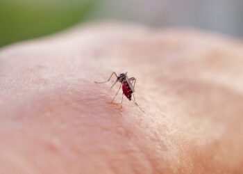 Mosquitos Surpreendem Islândia