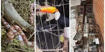 Tráfico de Animais: Operação Nacional Resgata Espécies e Prende Suspeitos