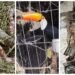 Tráfico de Animais: Operação Nacional Resgata Espécies e Prende Suspeitos
