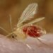 Mosquito da Leishmaniose: Nova Espécie Descoberta