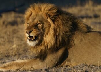 Rugido Secreto: Leões Africanos