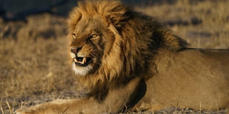 Rugido Secreto: Leões Africanos