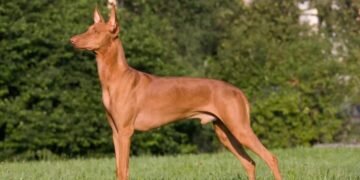 Raça de cão pode ser naturalmente imune a Leishmaniose