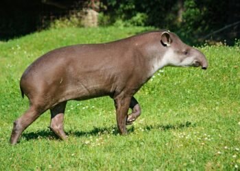 Mata Atlântica Fragmentada: Anta-Brasileira Sob Ameaça, Aponta Pesquisa