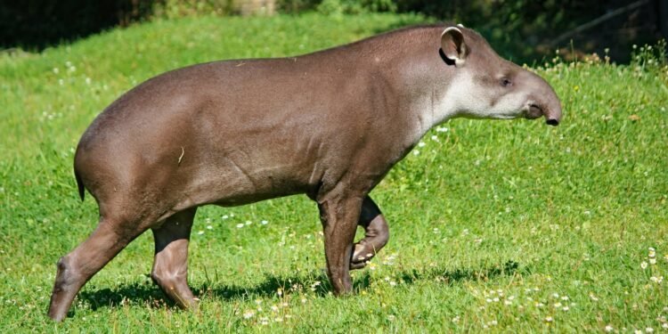 Mata Atlântica Fragmentada: Anta-Brasileira Sob Ameaça, Aponta Pesquisa