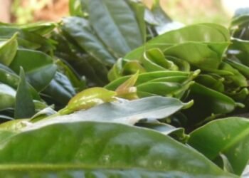 Ora-pro-nóbis: Superalimento ao Alcance de Todos e Seus Múltiplos Benefícios