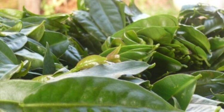 Ora-pro-nóbis: Superalimento ao Alcance de Todos e Seus Múltiplos Benefícios