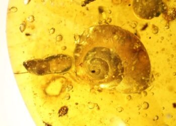 Caracol Fossilizado Surpreende: Filhote Dentro da Concha Revela Estratégia de Sobrevivência Ancestral