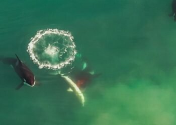 Orcas Aterrorizam Tubarões Brancos no México com Estratégia de Caça Inédita