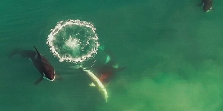 Orcas Aterrorizam Tubarões Brancos no México com Estratégia de Caça Inédita